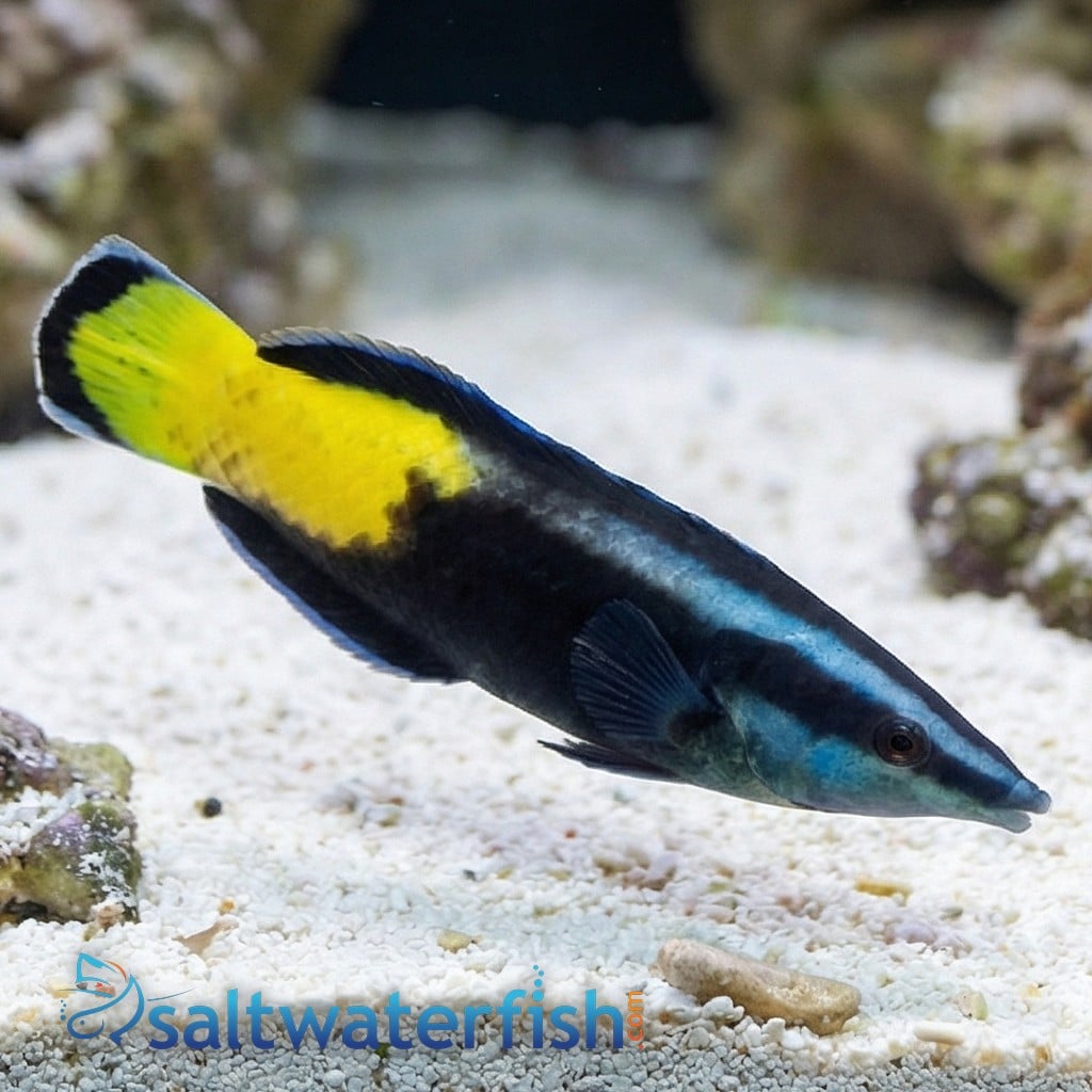 Bicolor Cleaner Wrasse