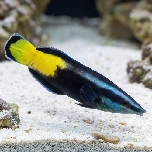 Bicolor Cleaner Wrasse