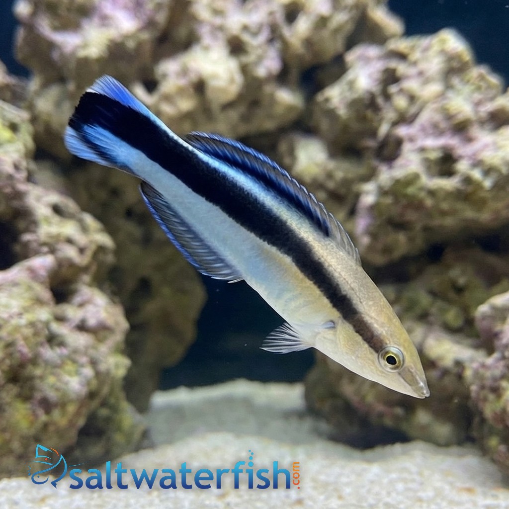 Cleaner Wrasse - MAC Certified