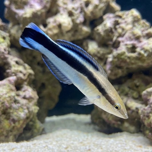Cleaner Wrasse - MAC Certified