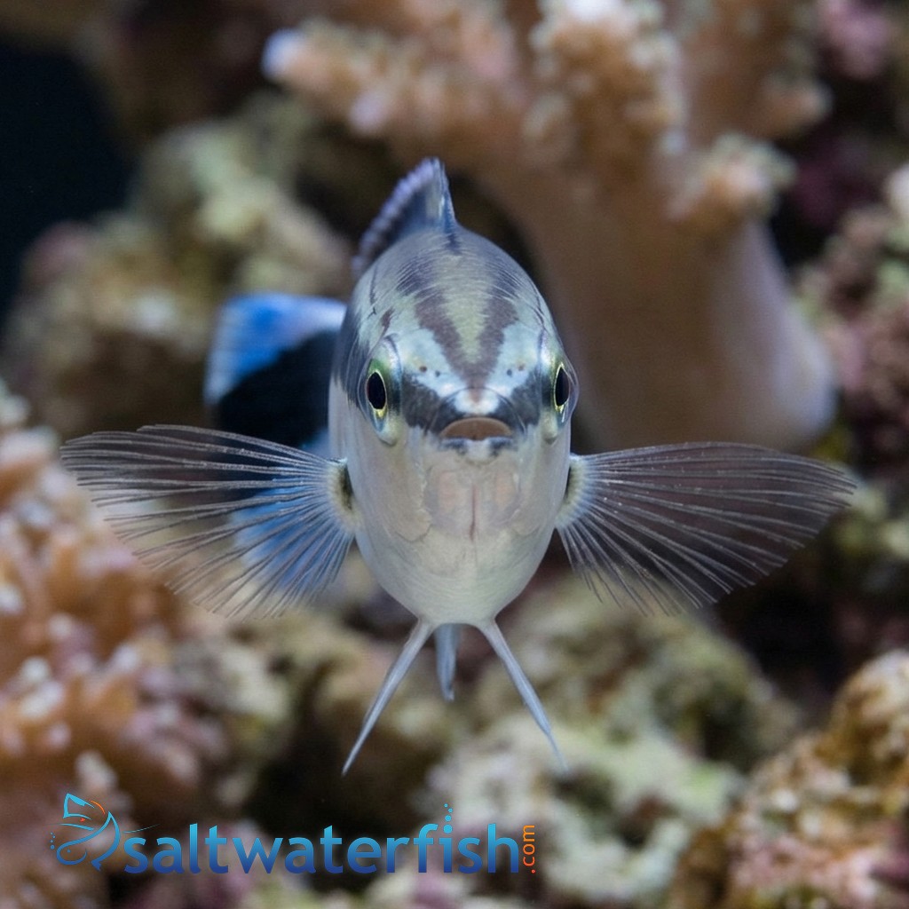 Cleaner Wrasse - Eastern Asia