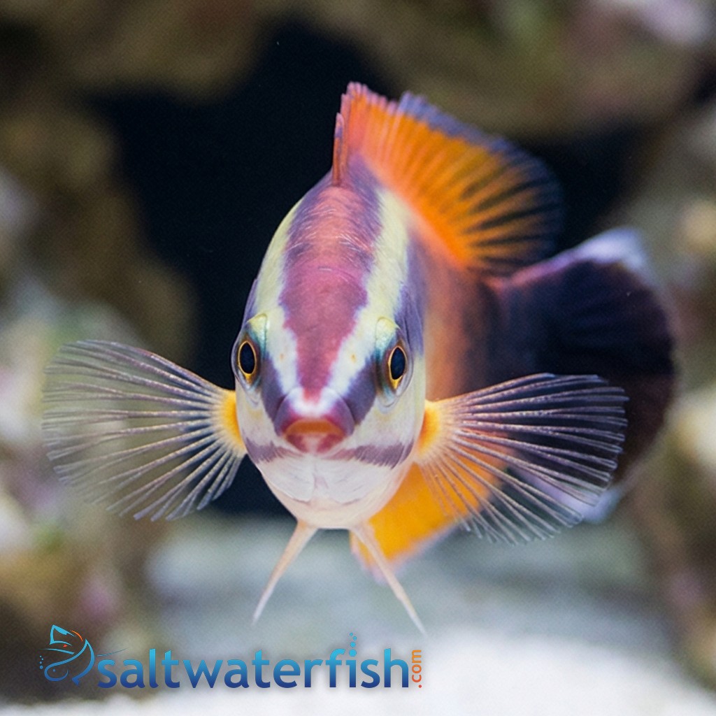 Tahitian Cleaner Wrasse