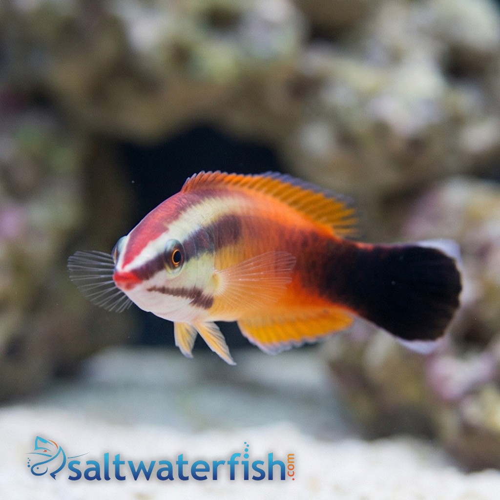Tahitian Cleaner Wrasse