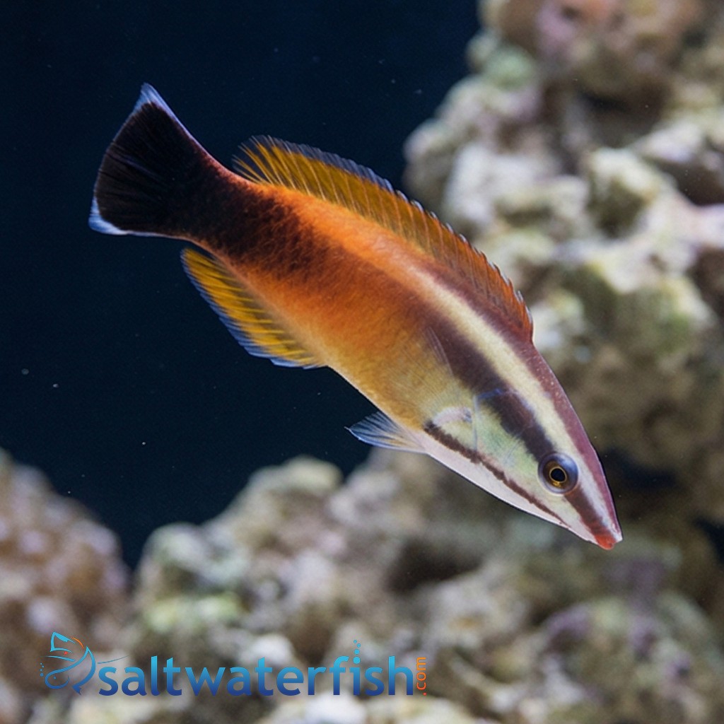 Tahitian Cleaner Wrasse