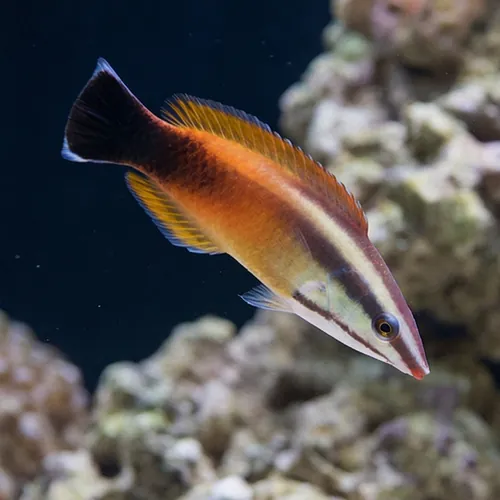 Tahitian Cleaner Wrasse