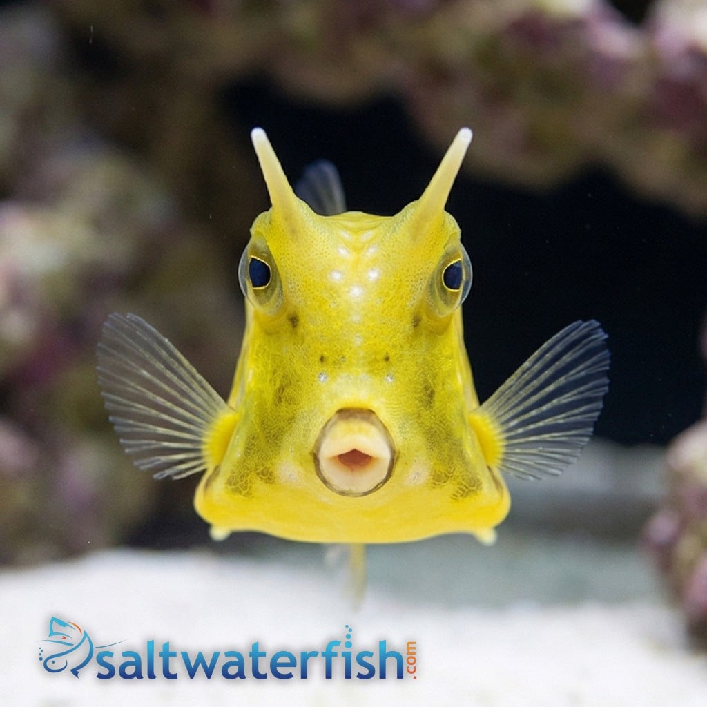 Longhorn Cowfish
