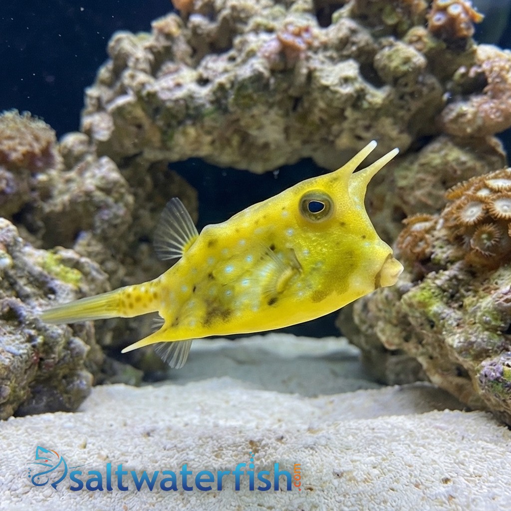 Longhorn Cowfish