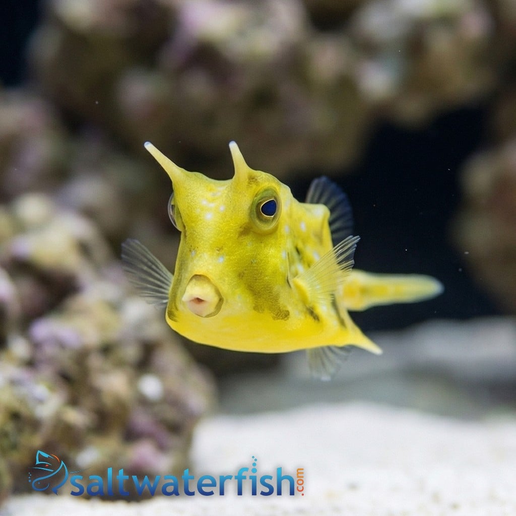 Longhorn Cowfish