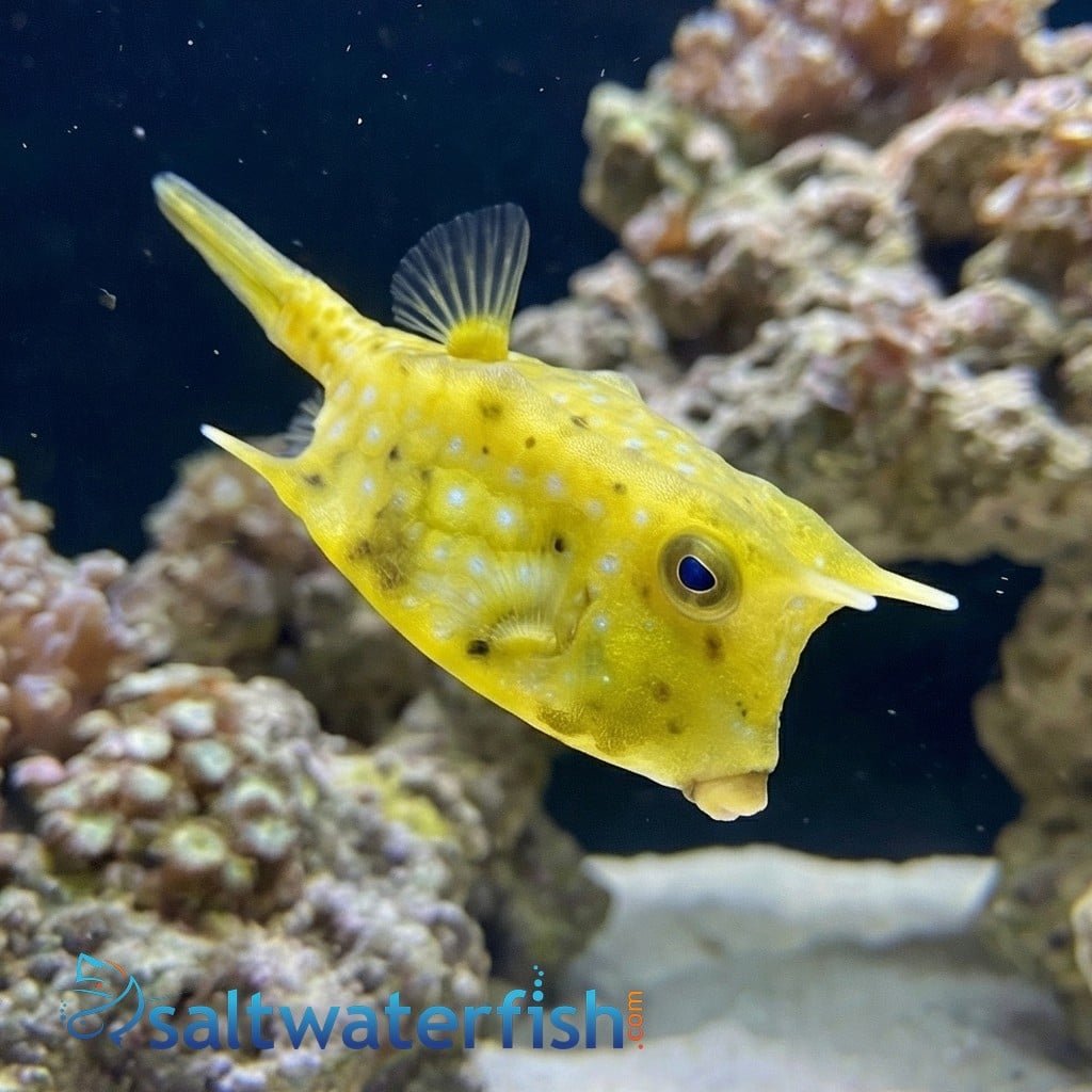 Longhorn Cowfish