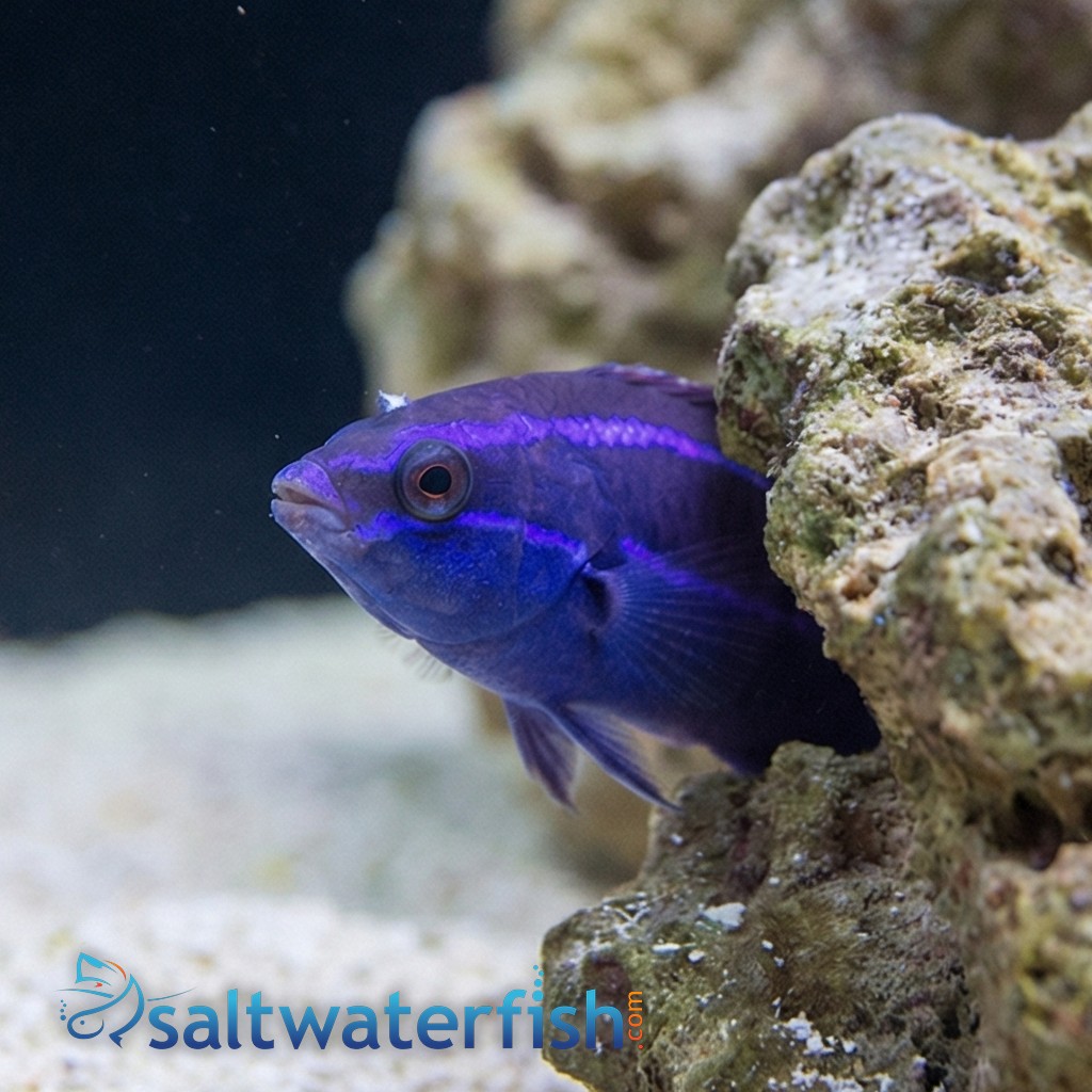 Four-Line Cleaner Wrasse - Red Sea