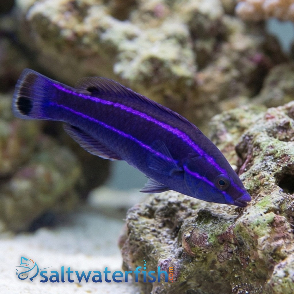 Four-Line Cleaner Wrasse - Red Sea