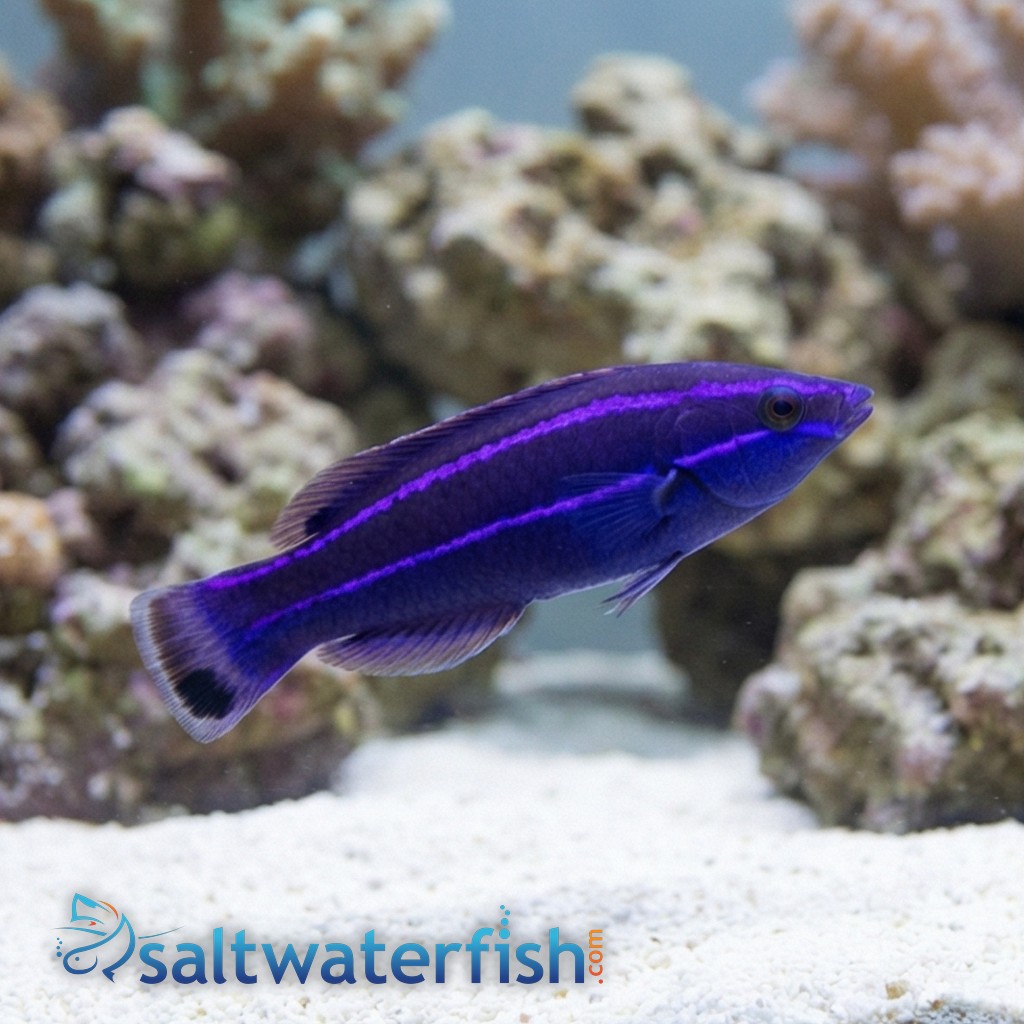 Four-Line Cleaner Wrasse - Red Sea - Wrasses - Saltwater Fish
