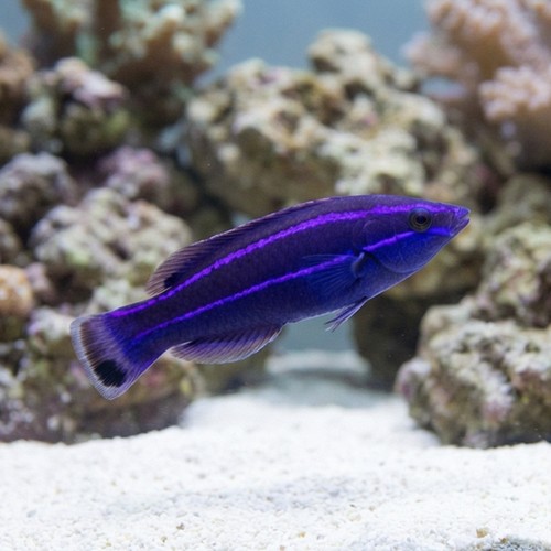 Four-Line Cleaner Wrasse - Red Sea