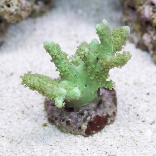 Leather : Thick Finger Green - Aquacultured