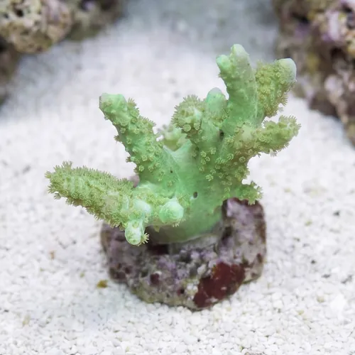 Leather : Thick Finger Green - Aquacultured
