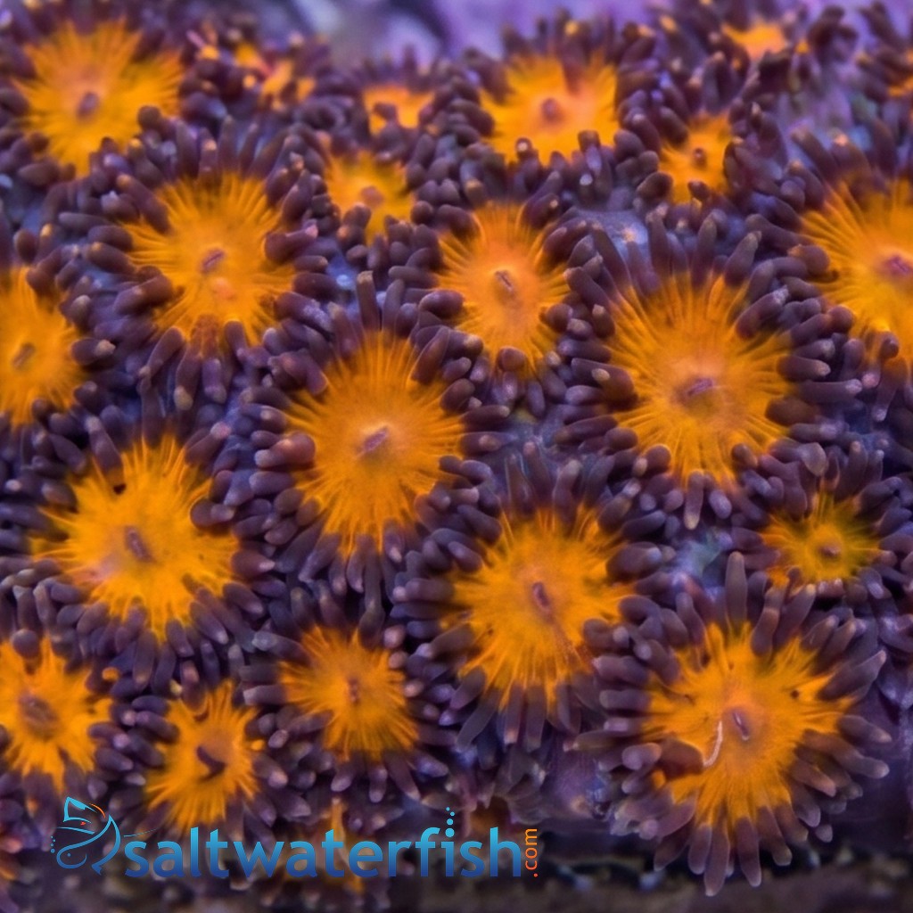 Leptastrea Coral : Orange - Australia
