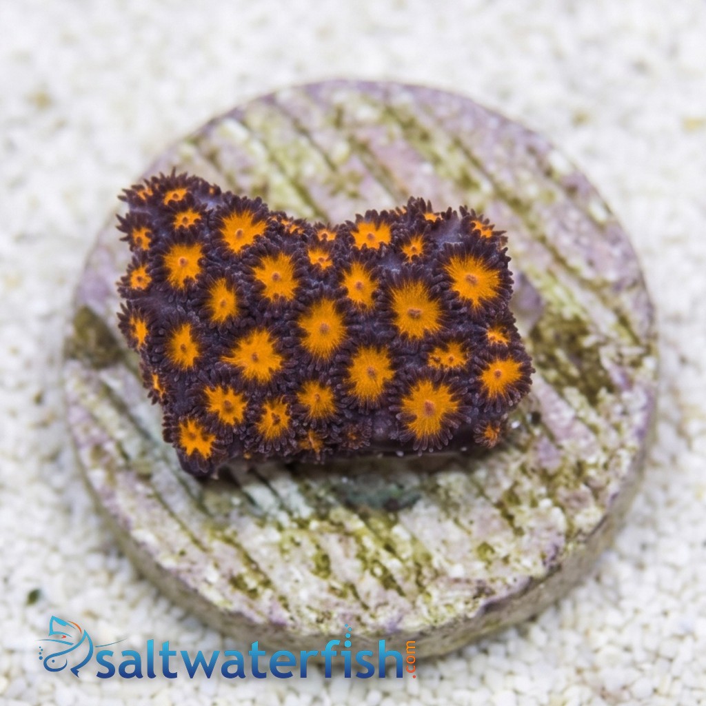 Leptastrea Coral : Orange - Australia