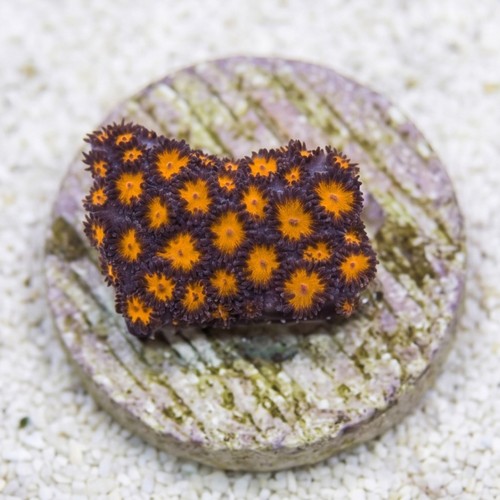 Leptastrea Coral : Orange - Australia