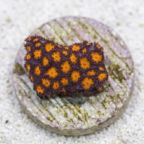 Leptastrea Coral : Orange - Australia