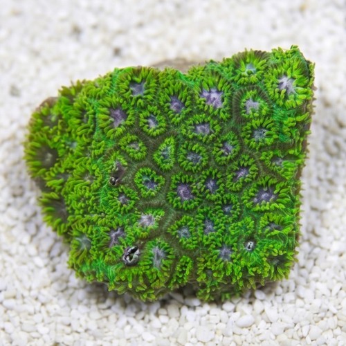 Leptastrea Coral : Green - Australia