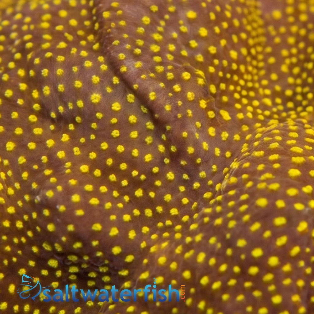 Leptastrea Coral : Ultra Orange - Australia