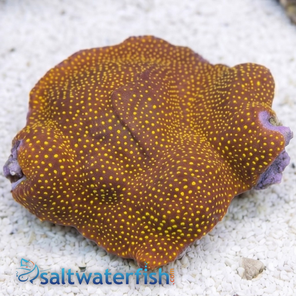 Leptastrea Coral : Ultra Orange - Australia