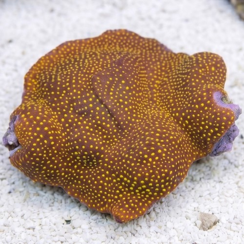 Leptastrea Coral : Ultra Orange - Australia