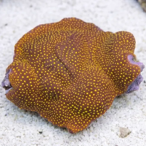 Leptastrea Coral : Ultra Orange - Australia