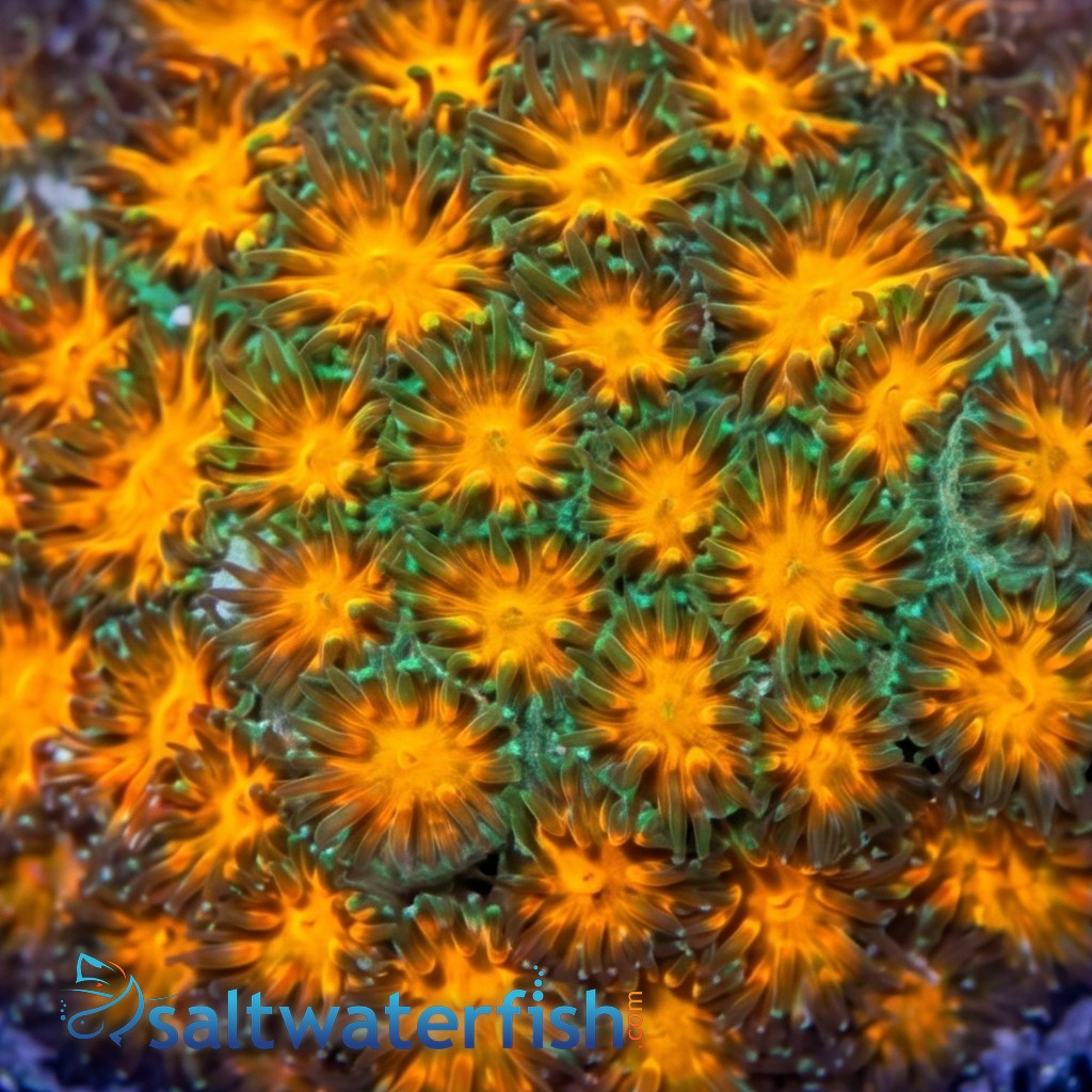 Leptastrea Coral : "Mayhem"  Orange polyps w/ Green Tips - Aquacultured