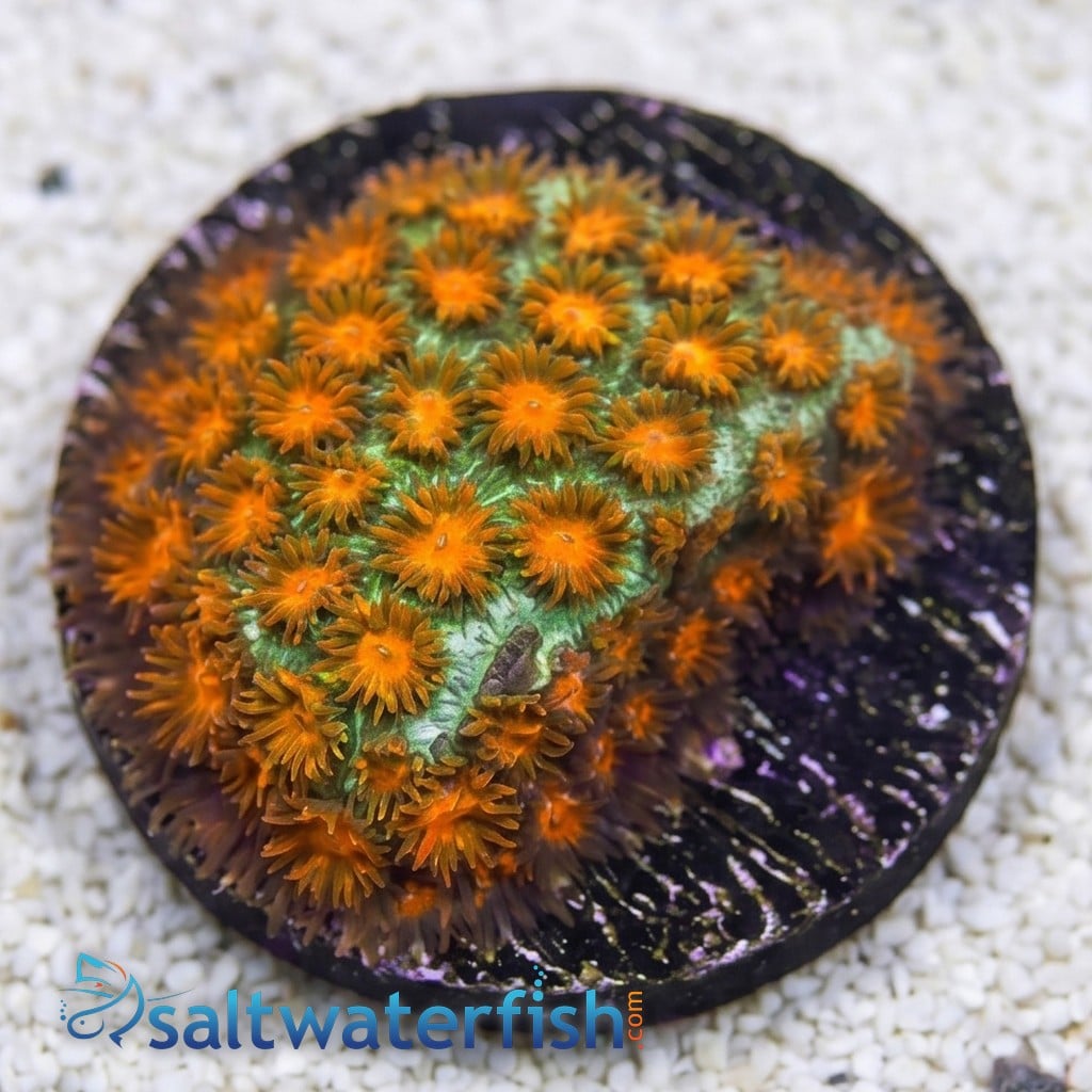 Leptastrea Coral : "Mayhem"  Orange polyps w/ Green Tips - Aquacultured