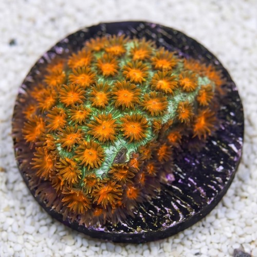 Leptastrea Coral : "Mayhem"  Orange polyps w/ Green Tips - Aquacultured