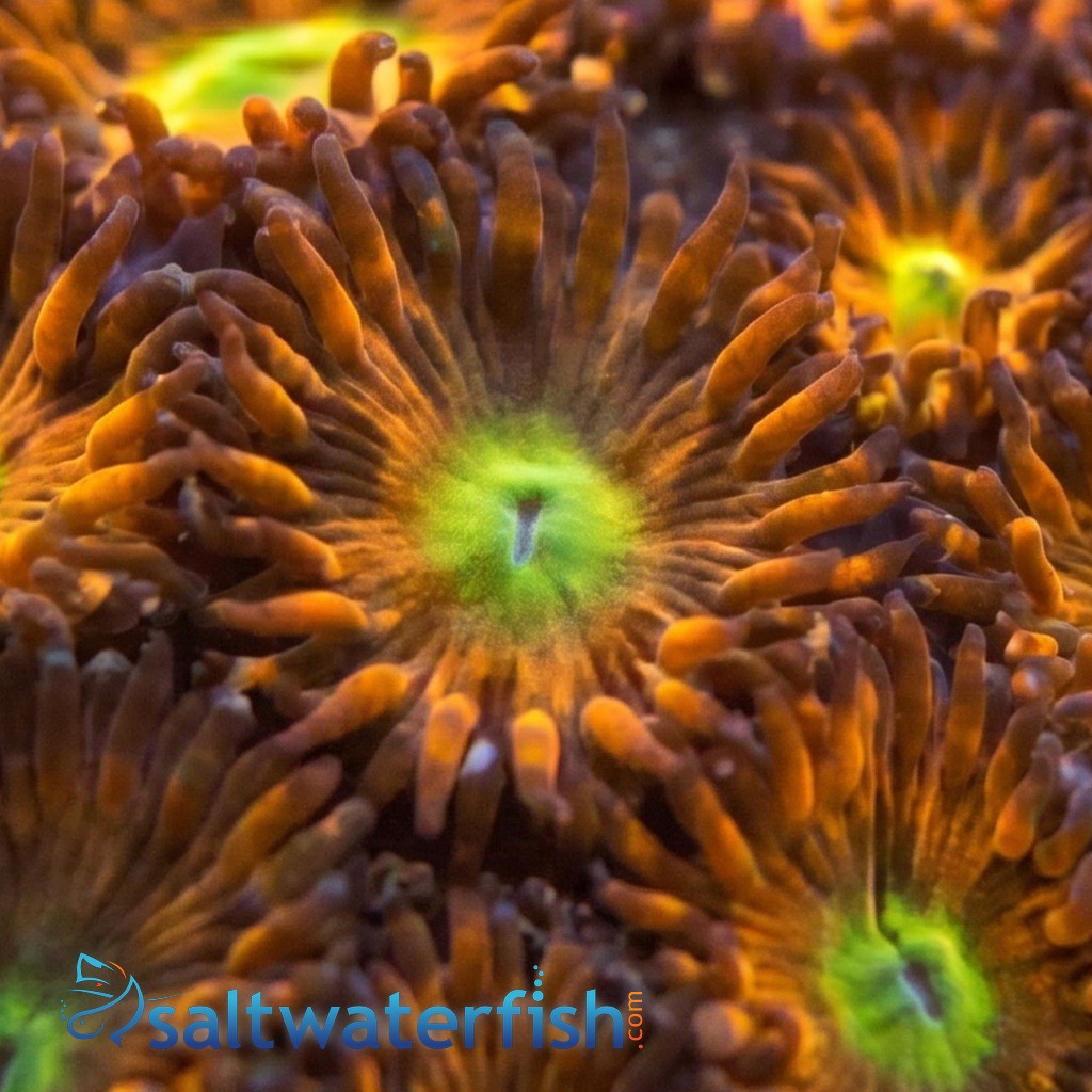 Leptastrea Coral : "Spitfire"  Red w/ Yellow Center Polyps - Aquacultured
