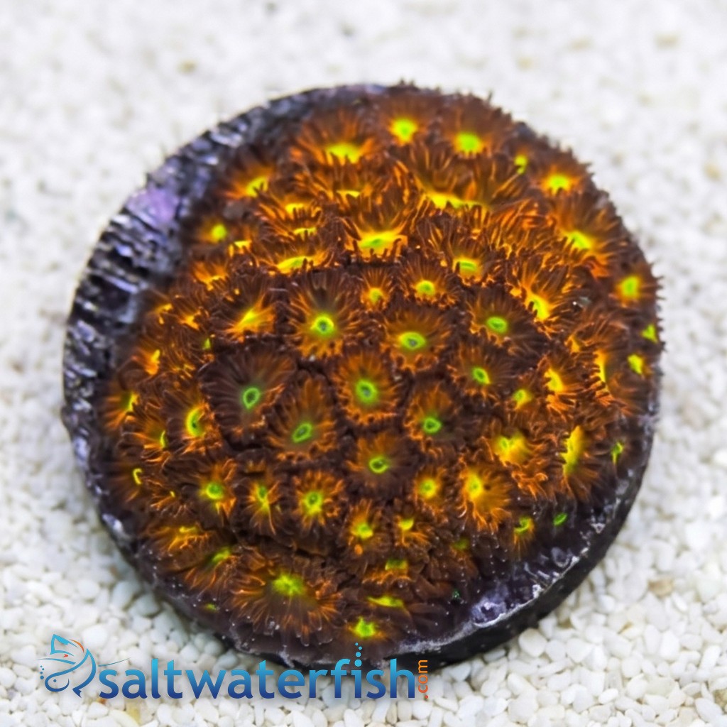 Leptastrea Coral : "Spitfire"  Red w/ Yellow Center Polyps - Aquacultured