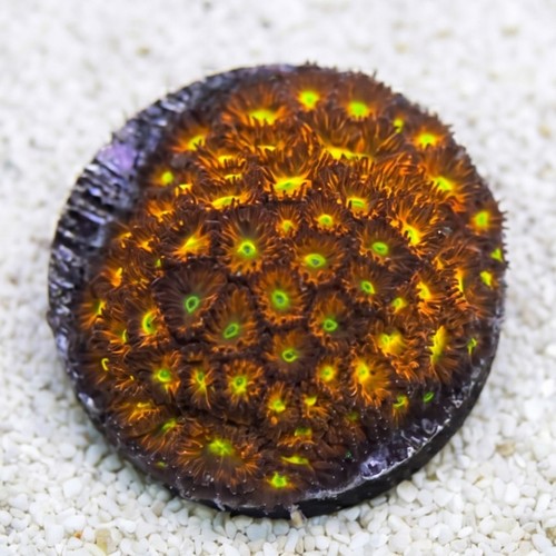 Leptastrea Coral : "Spitfire"  Red w/ Yellow Center Polyps - Aquacultured