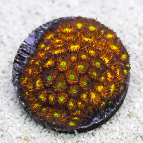 Leptastrea Coral : "Spitfire"  Red w/ Yellow Center Polyps - Aquacultured