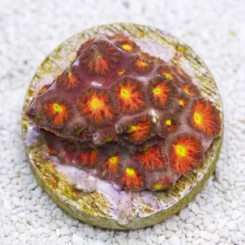 Leptastrea Coral : Burning - Aquacultured