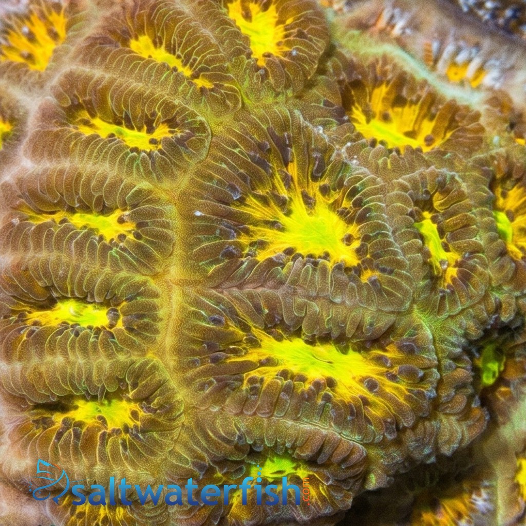Leptastrea Coral : John Deere - Aquacultured