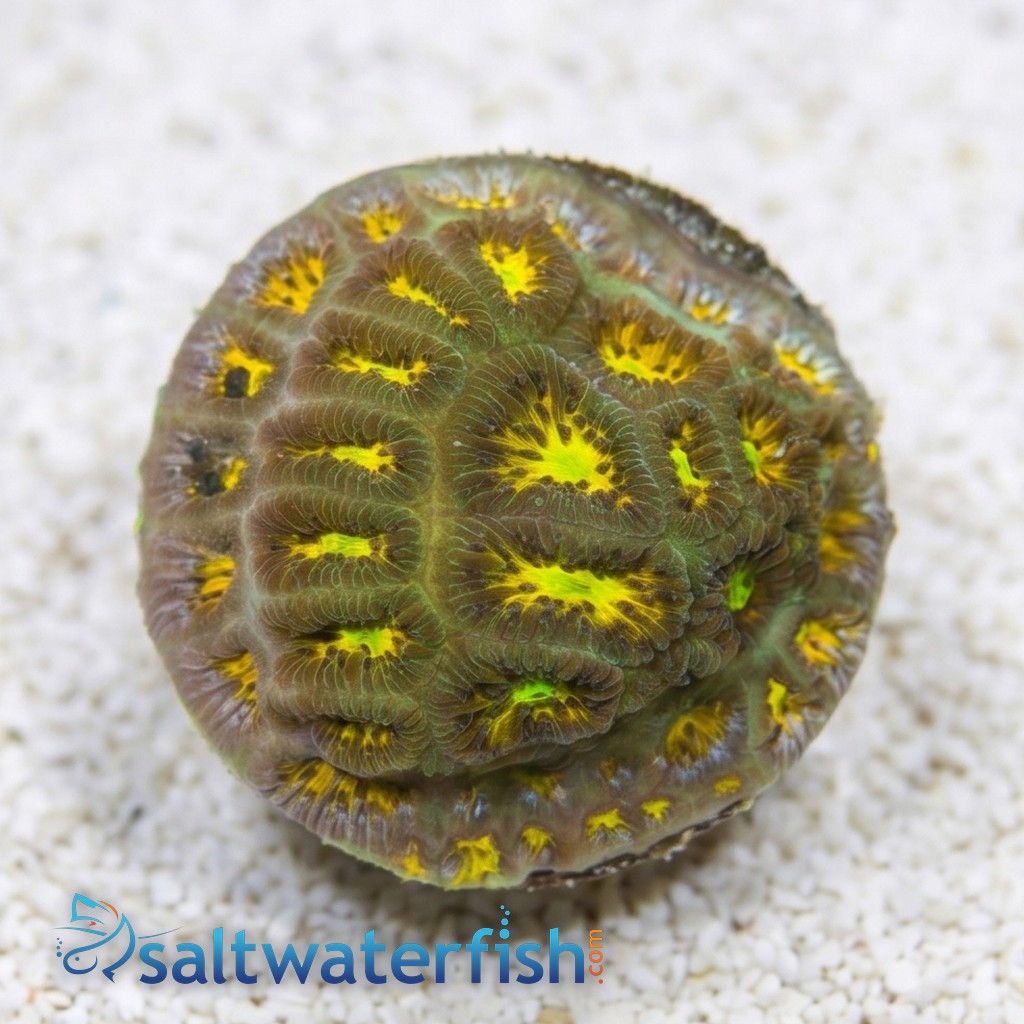 Leptastrea Coral : John Deere - Aquacultured
