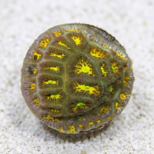 Leptastrea Coral : John Deere - Aquacultured