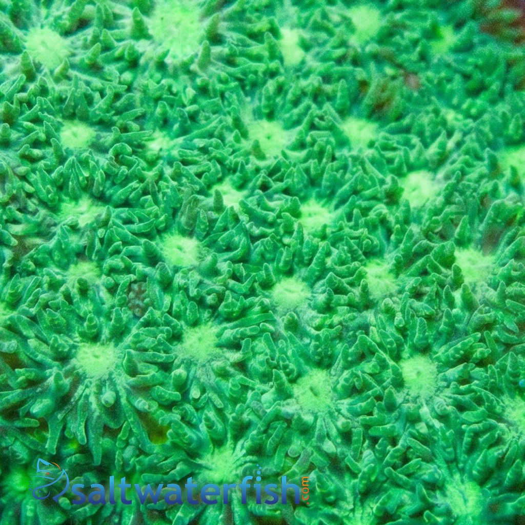Leptastrea Coral : Green - Australia