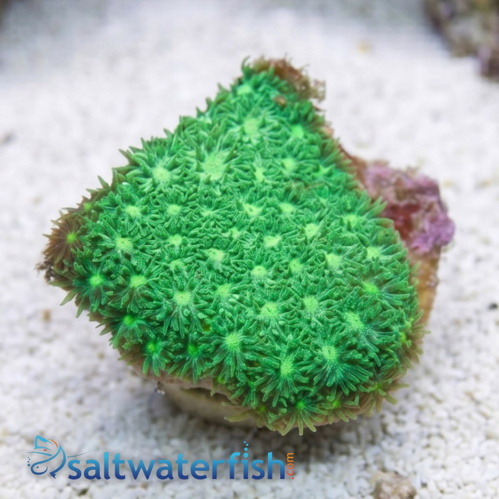 Leptastrea Coral : Green - Australia