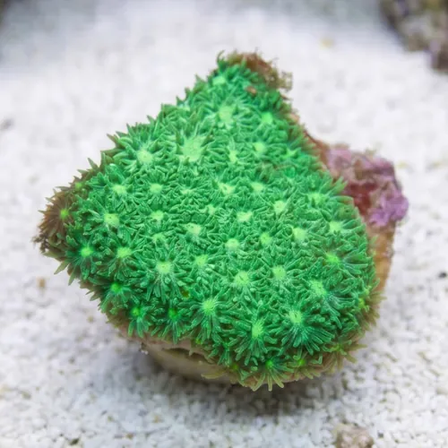 Leptastrea Coral : Green - Australia