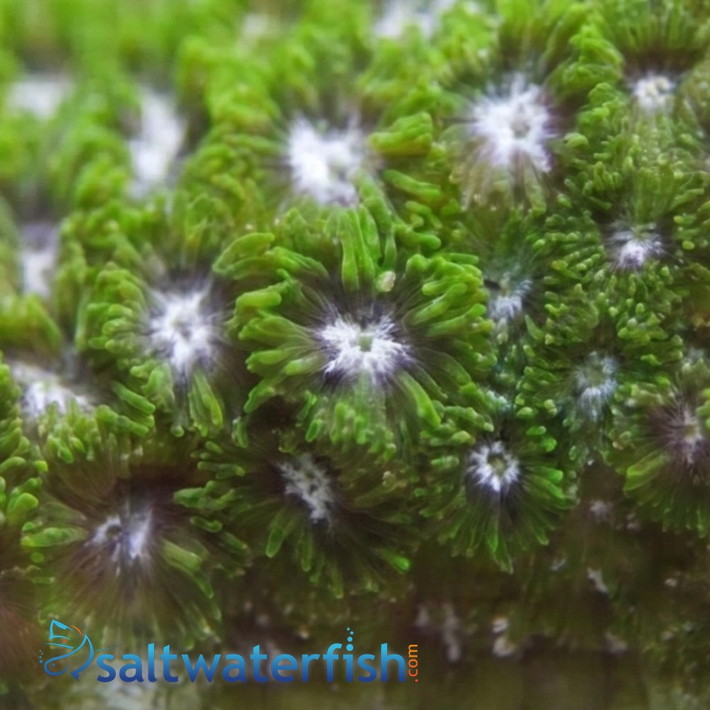 Leptastrea Coral : Green - Australia