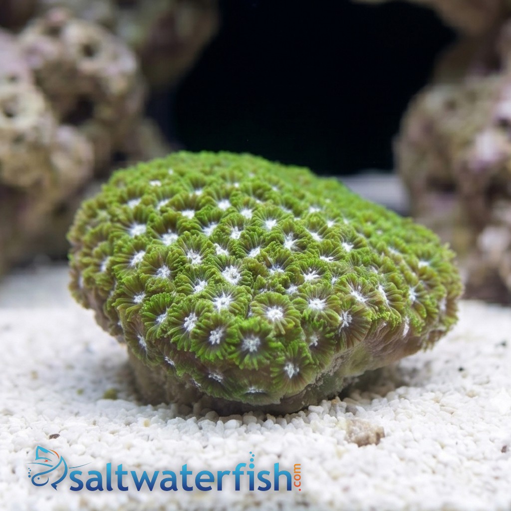 Leptastrea Coral : Green - Australia
