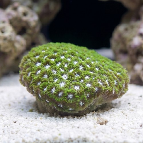 Leptastrea Coral : Green - Australia