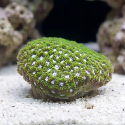 Leptastrea Coral : Green - Australia