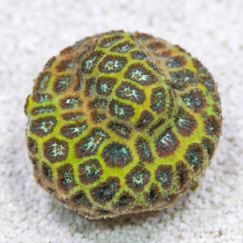 Leptastrea Coral : Frozen - Aquacultured