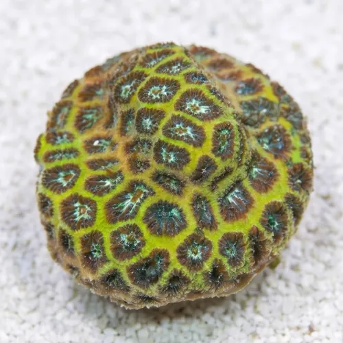 Leptastrea Coral : Frozen - Aquacultured