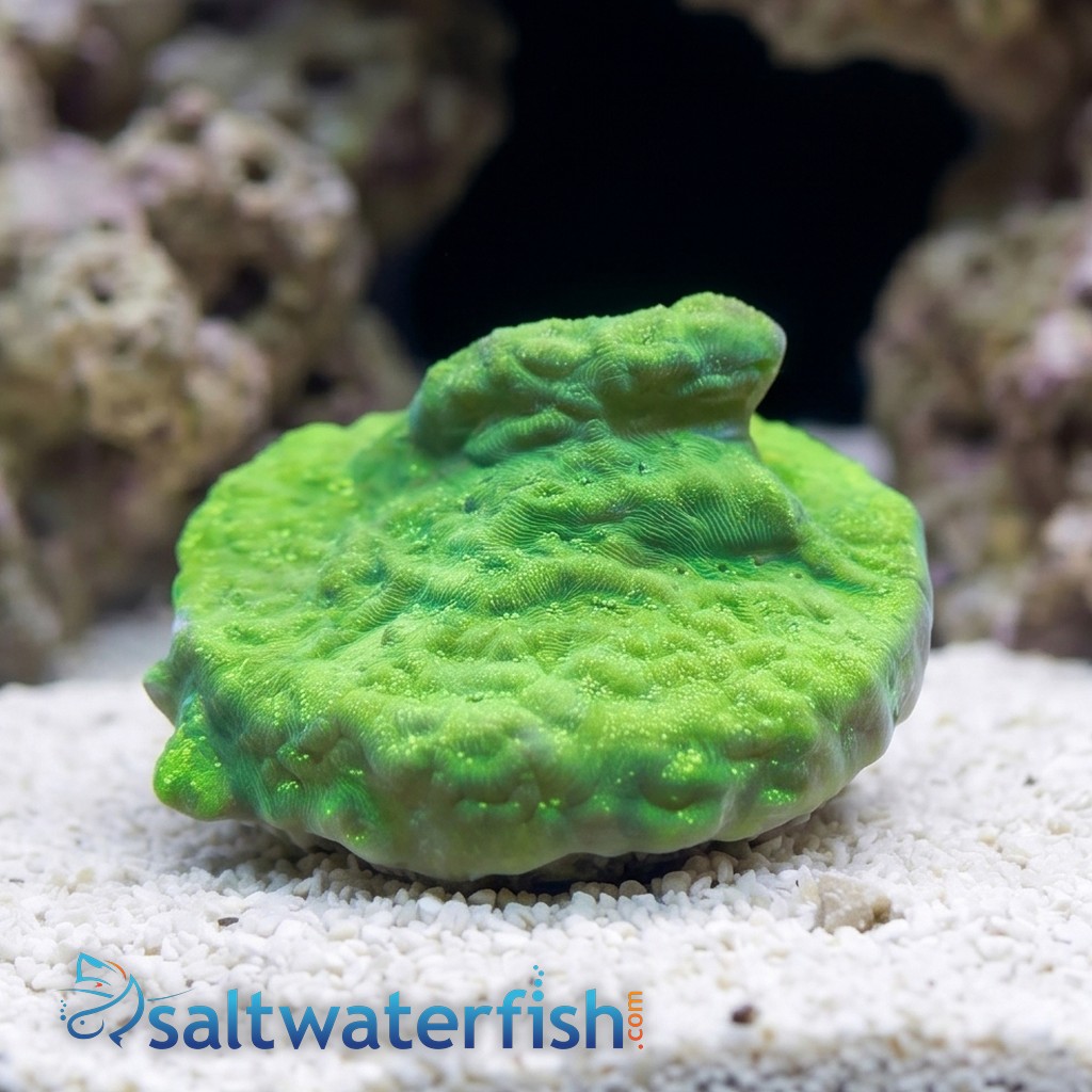 Wrinkle, Leptoseris - Indo Pacific