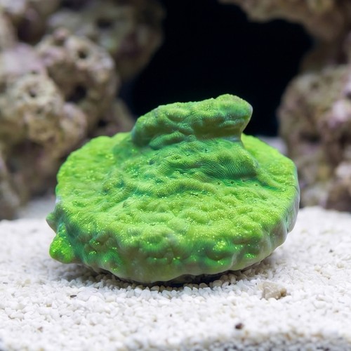Wrinkle, Leptoseris - Indo Pacific